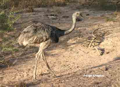 Rhea Americana