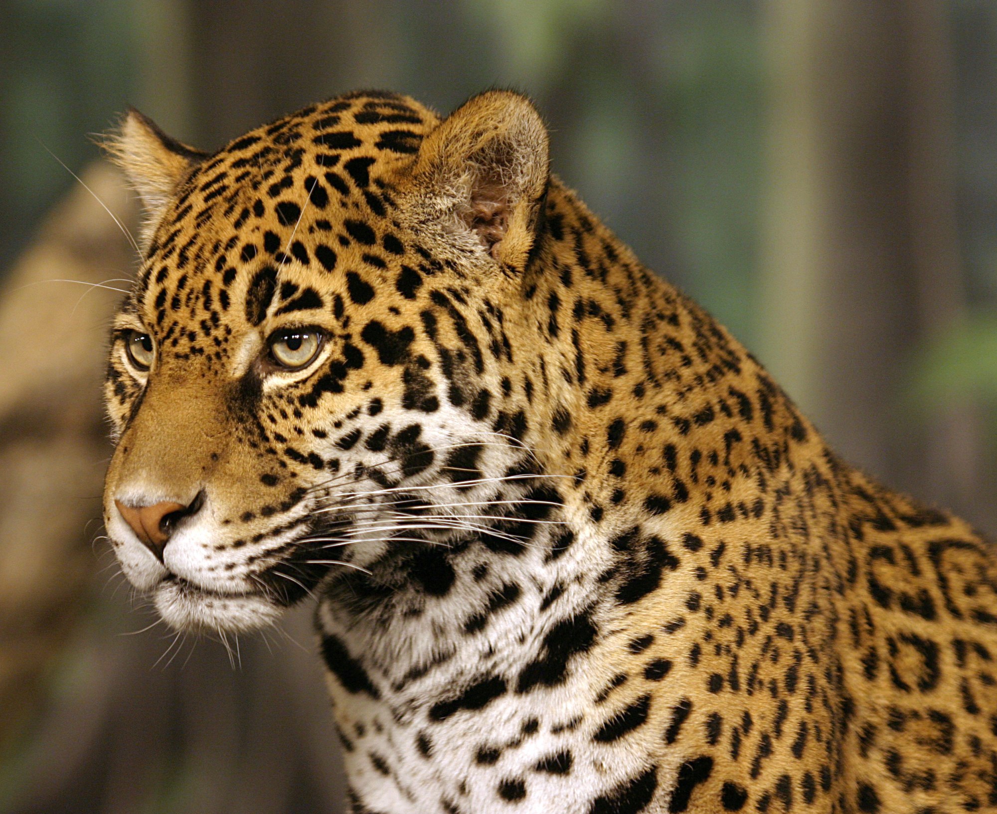 Jaguar ó Yaguareté