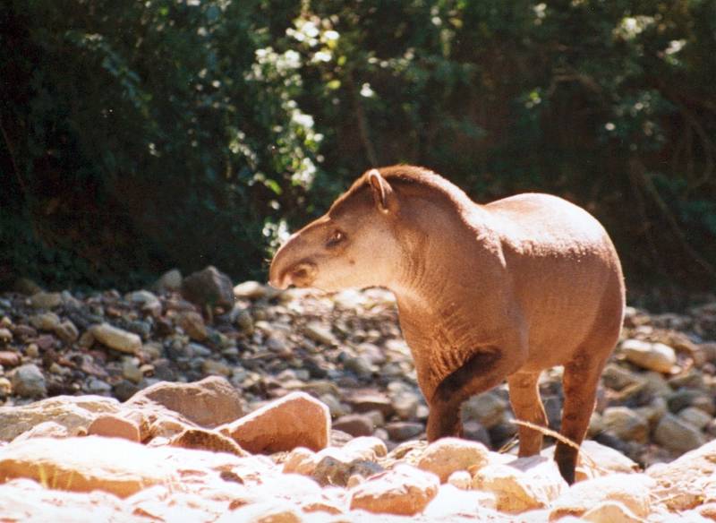 Tapir en arroyo