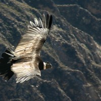 Condor