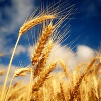 Trigo (Triticum spp)