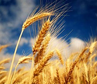 Trigo (Triticum spp)