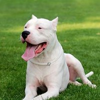 dogo_argentino-www.canalanimal.com