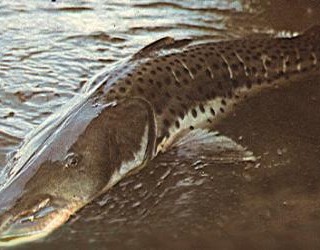 Surubí Pintado - tigredelosrios.com.ar