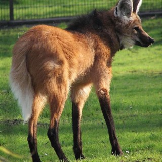 Foto: sarefo- Lic. GNU