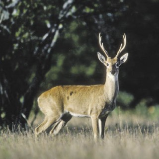 FOTO: Francisco Erize