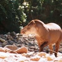 http://www.proyectotapir.com.ar/imagenes/fotos/tapir_arroyo_800x600.jpg