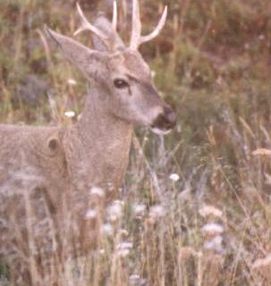Huemul
