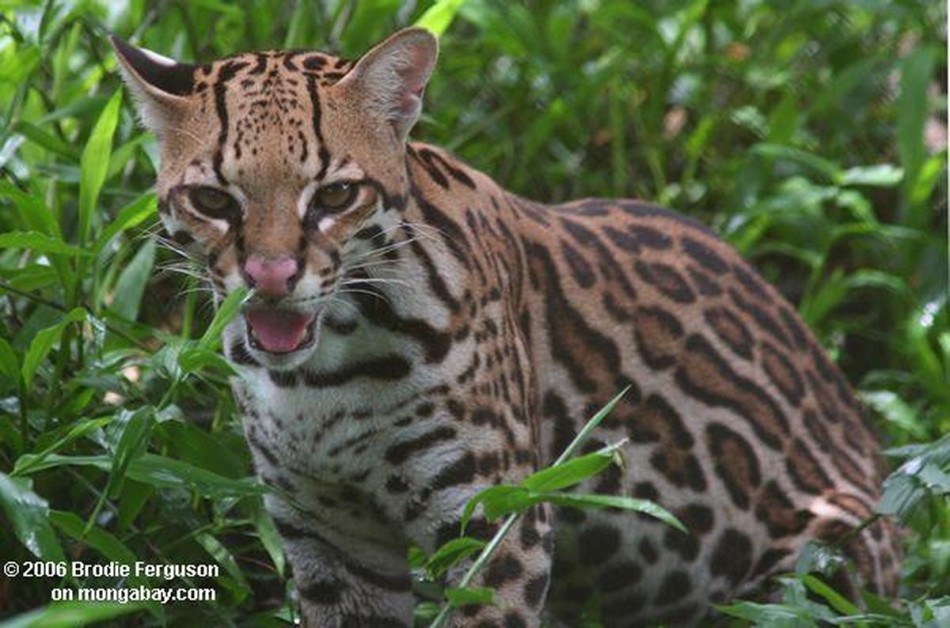 Ocelote