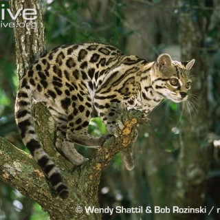 Margay
