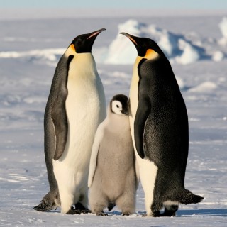 Pingüino Emperador